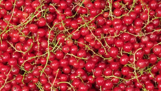 Background of rotating red currants. Spinning redcurrants with peduncle