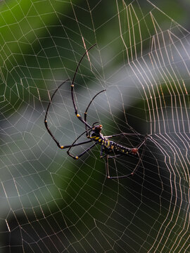 Nephilinae is a subfamily of spiders in the family Araneidae