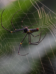 Nephilinae is a subfamily of spiders in the family Araneidae