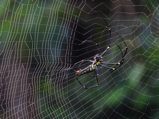 Nephilinae is a subfamily of spiders in the family Araneidae