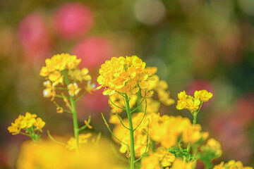 Obraz premium 菜の花