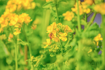 Obraz premium 菜の花