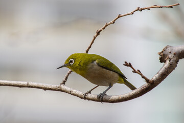 東京港区赤坂5丁目のメジロ