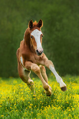 Happy foal running in the field in summer