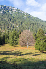 A freestanding beech tree in the Bavarian Alps. The tree has shed its red and orange endangered foliage in autumn. The conifers in the surrounding area are all vibrant green.
