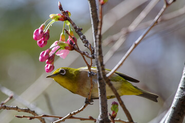 東京赤坂にある氷川神社も桜とメジロ