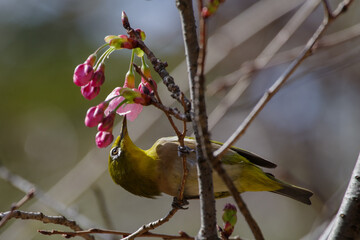 東京赤坂にある氷川神社も桜とメジロ