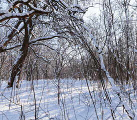 snow-covered bare deciduous trees in winter