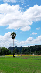 A palm tree among the green fields