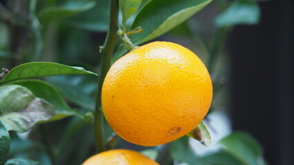 自然になるオレンジ