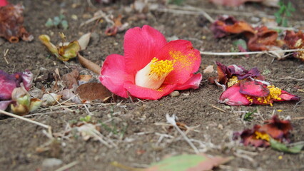 Fototapeta premium 地を這う椿