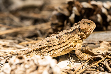 Sun Shines on Horned Toad in Dry Ground Cover