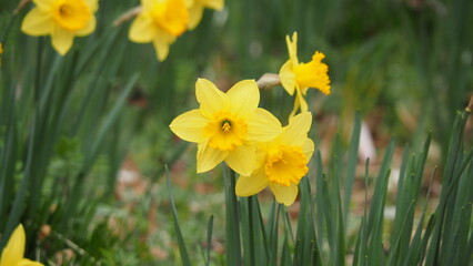 公園の小さな黄色い花