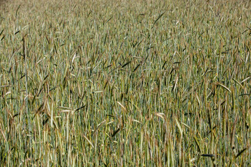 Agricultural field with a large number of green cereals