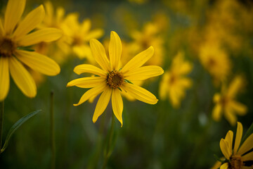 Sunflower Bunch Alongside Trail to Observation Point