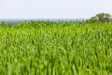 Agricultural field with a large number of green cereals