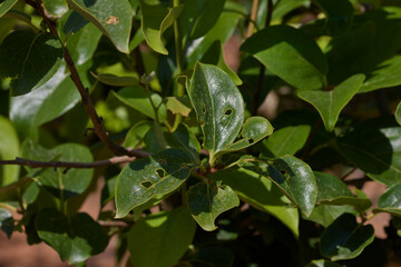 Close-up of a persimmon tree branch with the leaves broken by the hail fallen in a storm