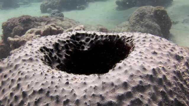 View of Caribbean underwater diverse and beautiful coral reefs is mesmerizing. Underwater world is fascinating and diverse ecosystem that covers more than of Earth surface.
