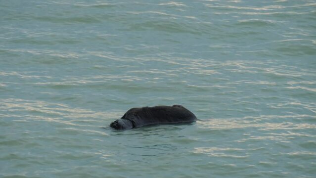 Dead body of drowned black dog floats on the water surface. Death concept