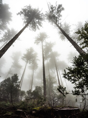 Tall trees emerging in the sky in a foggy forest, lookup - 580318806