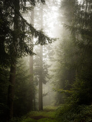 Grassy track in a conifer forest with fog