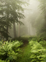 Track through ferns in a foggy forest - 580319040