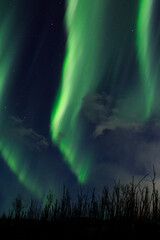 northern light over a forest