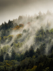 Fog above an autumn forest 2