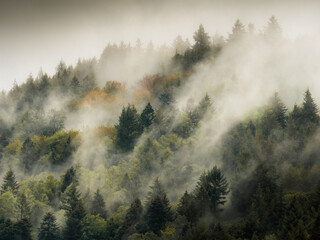 Fog above an autumn forest - 580319095