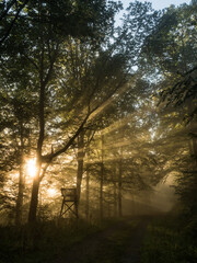 Sun rays and a high seat in a foggy forest - 580319236