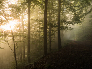 Dark path and sunlight in a foggy forest - 580319271