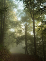 Majestic trees in sun and fog - 580319406