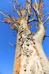 Photograph taken upwards from the trunk of a tree with bark