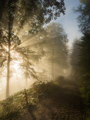 Sun through trees and fog - 580319689