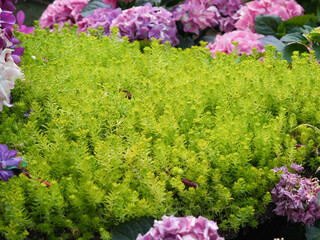 Obraz premium pink and purple flowers