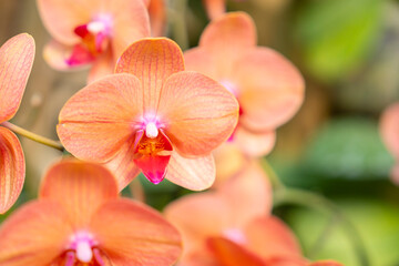 Fototapeta na wymiar The Orange Phalaenopsis Orchid flower house plant. Floral background. Selective close-up focus.