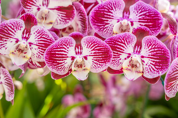 The Branch of orchid phalaenopsis in garden. Violet orchids flower.