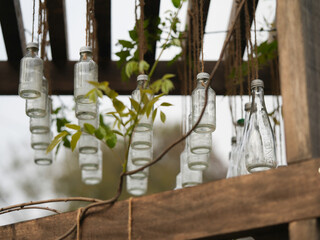 bottle tree in the garden