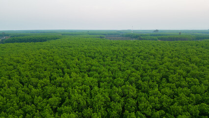 Fototapeta na wymiar farming area and rubber plantations in Thailand