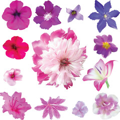 set of thirteen pink flowers isolated on white