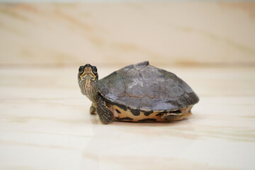 Small indian roofed turtle (pangshura tecta)
