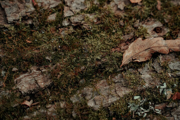 old linden bark covered with moss. relief bark resembles view high mountains wooded from above. texture old bark