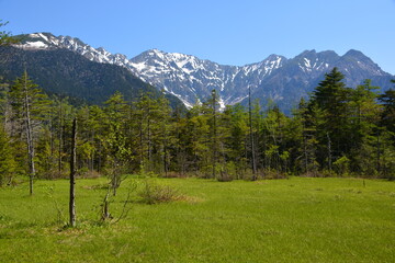 Fototapeta na wymiar 初夏の上高地　田代湿原の新緑と残雪の穂高連峰