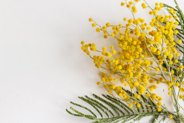 Yellow fresh spring bouquet of mimosa on a white background. Women's Day. March 8. Spring. Easter.