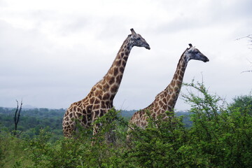 Kruger Park