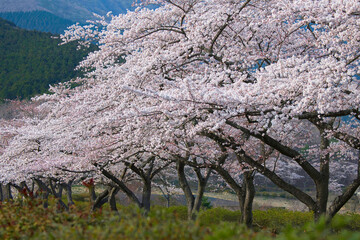 桜並木