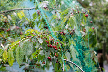 Ripe cherries on tree with protective netting to keep birds from eating the fruit