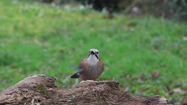 Eichelh&auml;her (Garrulus glandarius)   
