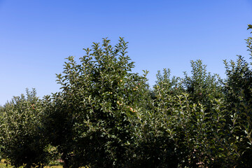 Apple orchard with an unripe harvest of green apples