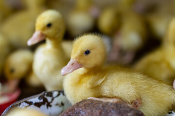 Little ducklings in a cage. Little ducklings, goslings crowd gathered in the cage.